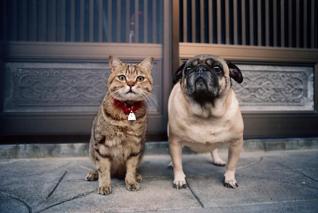 【猫が幸せなら人間も幸せになれる】経済情報番組「GINZA CROSSING Talk～時代の開拓者たち～」に動物写真家の岩合光昭さんが出演！