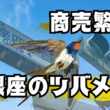 【銀座のツバメ】商売繁盛の使者は大都会の軒下で宿る希望の翼だった！