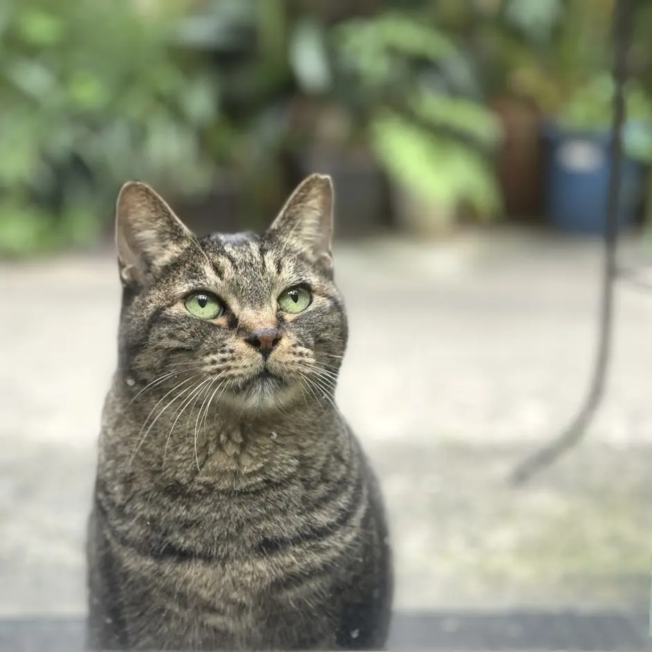 銀座アポロ昭和館YOHAKU「小さな夏猫展」を開催