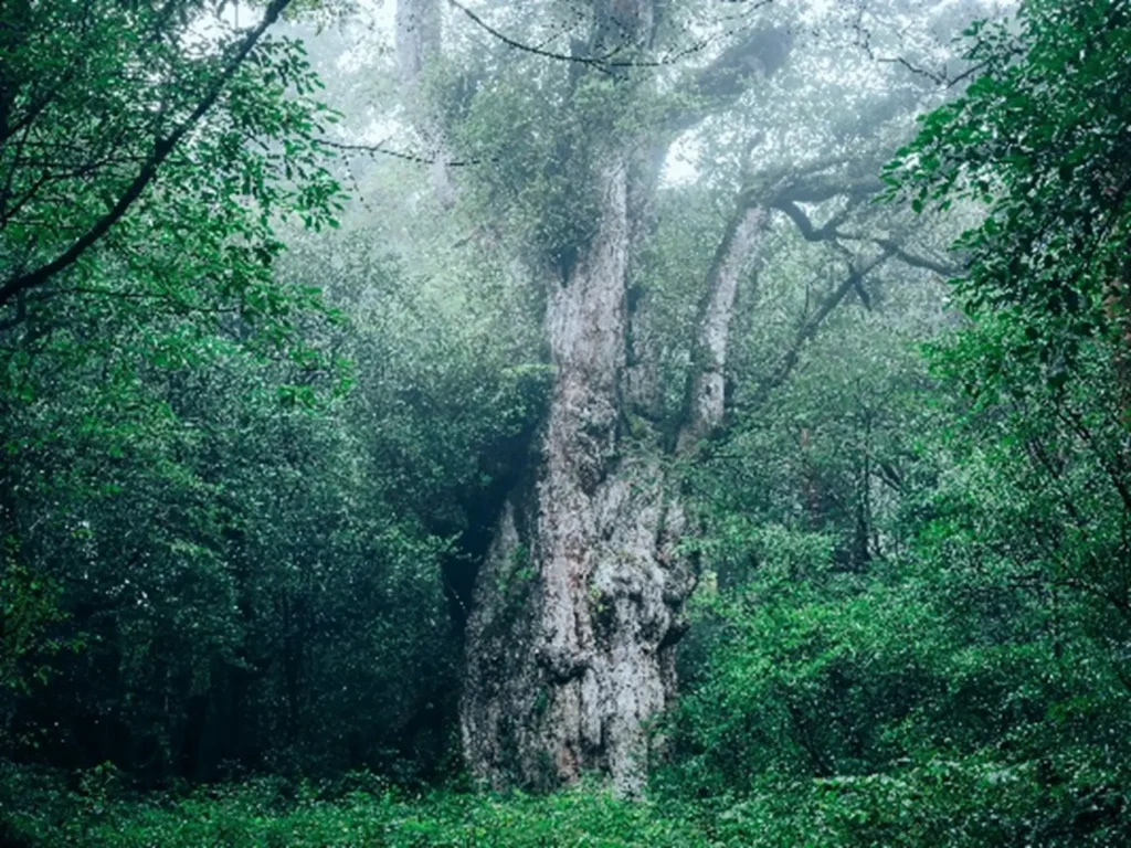 銀座駅で屋久島と触れ合う11日間