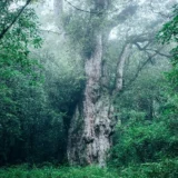 銀座駅で屋久島と触れ合う11日間