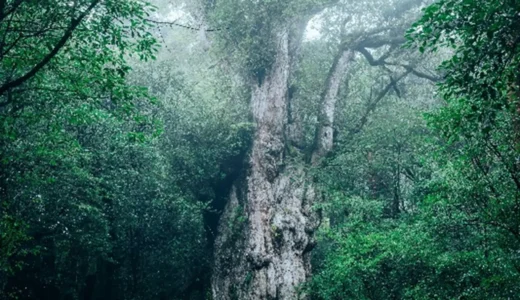 銀座駅で屋久島と触れ合う11日間