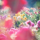 JINS銀座店で蜷川実花の作品展示 「花、瞬く光」 開催